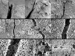 La BacillaFilla reacciona con el pH de este material y active un gen que le permite aglutinarse. EL UNIVERSAL  /