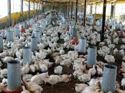 De cada kilogramo de huevo que se consume en el país, 500 gramos de éste proceden de granjas de Jalisco, revela el libro. ARCHIVO  /