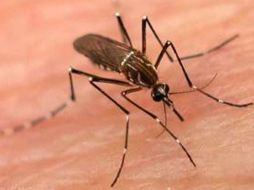 La fiebre de dengue es una grave enfermedad de tipo gripal que afecta tanto a los niños como a los adultos mayores. AP  /