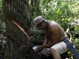 Poblaciones como Betania han dividido racionalmente sus 11 mil hectáreas para que el ejido cuente con una zona agropecuaria. AP  /