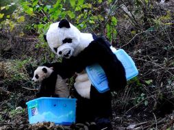 Un investigador disfrazado de oso panda coloca una cría de esta especie de cuatro meses. EFE  /