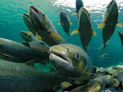 Algunos de los peces los sometieron a pruebas de ADN. ESPCIAL  /