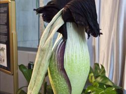 Esta flor puede alcanzar los tres metros de altura y vivir hasta 40 años. EFE  /