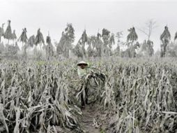 La mano del hombre hizo que las catástrofes naturales resultaran más mortíferas y costosas. AP  /