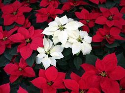 A la Nochebuena le gusta decorar con sus colores todas las casas del mundo. ESPECIAL  /