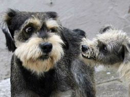 El estudio fue llevado a cabo con seis razas distintas. ARCHIVO  /