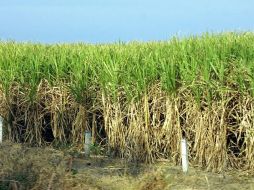 Plantio de caña de azúcar en el sur de Jalisco. ARCHIVO  /
