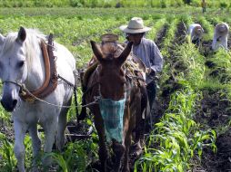 Antonio González dijo que se refleja paz social en el campo jalisciense, lo que permite una mayor producción. ARCHIVO  /