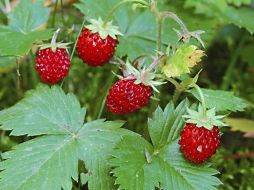 El genoma de la fresa silvestre representa cerca de la cuarta parte del genoma de la fresa cultivable. ESPECIAL  /