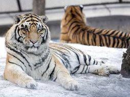 Los zoológicos permanecían en pésimas condiciones al grado de que se encontraron 13 tigres siberianos muertos de hambre. EFE  /
