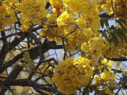 El compendio intenta resolver esa confusión al colocar todos los nombres en un lugar. ARCHIVOELINFORMADOR  /