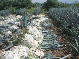 Este año se pretende concretar el Centro de Referencia Agave-Tequila, que tiene como objetivo fortalecer acciones del sector. ARCHIVO  /