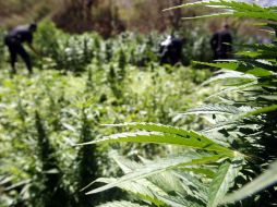 Con la Ley SB 1449, portar más de una onza de mariguana podría implicar una multa de 100 dólares. ARCHIVO  /