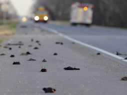 Alrededor de 500 pájaros fueron hallados muertos en Luisiana. AP  /