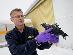 El jefe de rescatistas, Christer Olofsson, recoge un ave muerta de las más de 50 que fueron encontradas en Falköping. AFP  /