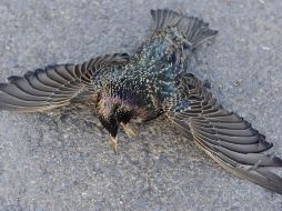 Ninguna de las teorías sobre el acontecimiento ha sido confirmada. AP  /