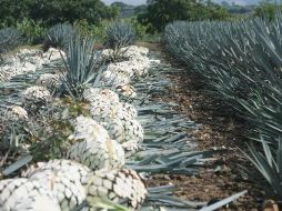 La muestra formó parte de las actividades conmemorativas del Bicentenario de la Independencia y el Centenario de la Revolución. ARCHIVO  /