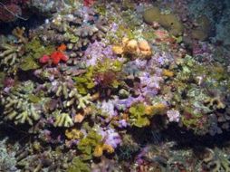 Los arrecifes coralinos se encuentran a una profundidad de hasta 150 metros .AP  /