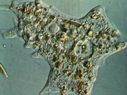 La ameba es un organismo de conocido comportamiento social que se alimenta de bacterias. ESPECIAL  /