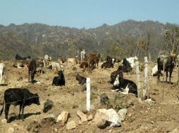 El líder del gremio mencionó que uno de los problemas graves es el robo de ganado. ARCHIVO  /