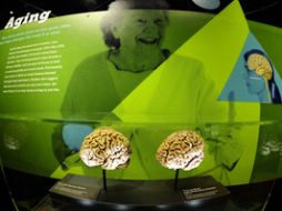 ''El cerebro y la mente creativa tibetana''  ayudará a demostrar las teorías de la neurociencia ,.EFE  /