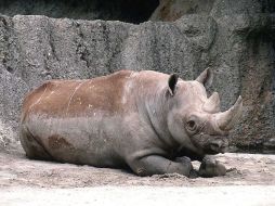 En Zimbabue quedan alrededor de 700 rinocerontes, de ellos unos 200 negros. ESPECIAL  /