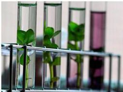 En la investigación se implantaron las nanopartículas en la especie Bacopa caroliniana, que emitió luz roja.REUTERS  /