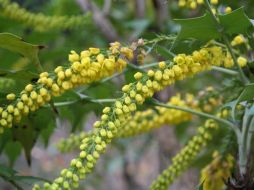 Plantas como el calicanto del Japón, son utilizadas como ornato en lugares frios. EFE  /