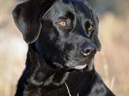 El estudio se llevó a cabo con un perro labrador especialmente adiestrado.ELUNIVERSA  /