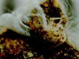 Nuevas alternativas para el control de plagas. ID  /