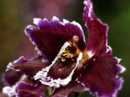 La especie fue donada por un coleccionista del noreste de Brasil. AFP  /