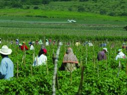 Se menciona que actualmente el campo mexicano ha sido abandonado por las autoridades. ARCHIVO  /