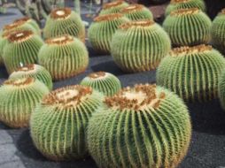 El cactus reacciona de forma particular ante la fotosíntesis en un proceso que libera sus electrones.EFE  /