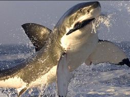 Señalan que posiblemente la disminución de turistas en Florida sea la causa. ESPECIAL  /