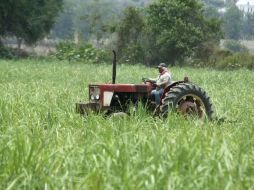 En cuanto al precio del azúcar, se destacó que no se prevén alzas importantes. ARCHIVO  /