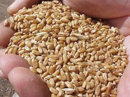 Las heladas que se han presentado en algunos estados del país no provocarán desabasto de granos. ARCHIVO  /