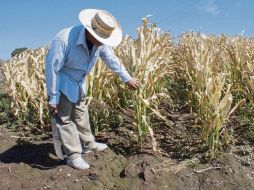 Un campesino revisa su plantación de maíz quemada por las bajas temperaturas en El Dorado, Sinaloa. AFP  /