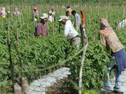 Los productos comercializados de manera directa no cuentan con un criterio particular para establecer un precio máximo o mínimo.ARCHIVO  /