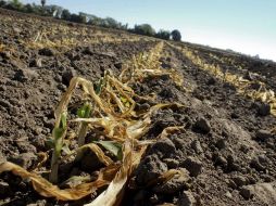 Sembradío afectado por las heladas en Sinaloa. Más de 450 mil hectáreas de maíz blanco resultaron dañadas en la entidad. AFP  /