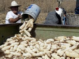 Gran parte de los volúmenes de maíz en existencias están comprometidos para compras por contrato previo. ARCHIVO  /