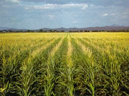 Contribuiría también a mitigar el cambio climático. ESPECIAL  /