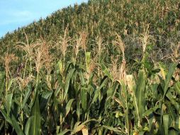 Sagarpa informó que a una semana de iniciada la resiembra en Sinaloa. ARCHIVO  /