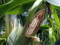 En México 87 cultivos transgénicos cuentan con esta autorización por parte de la COFEPRIS. ARCHIVO  /