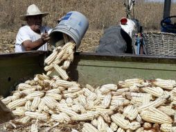 A causa de especulaciones en el mercado financiero, la tonelada de maíz blanco se cotiza hasta en cinco mil pesos. ARCHIVO  /