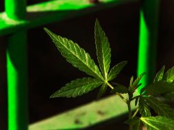 La marihuana esta autorizada como tratamiento médico en 14 estados de EU. EFE  /