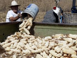 La venta de maíz blanco se encuentra prácticamente paralizada, aunque existe abasto del grano en bodegas. A. CAMACHO  /