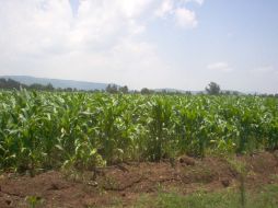 Señalan que se encuentran perdidas 700 mil toneladas de maíz. S. MALDONADO  /