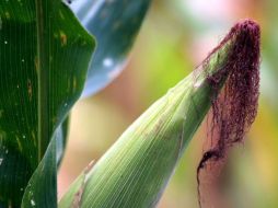 Resaltan que ya se tienen varias denuncias contra acopiadores de grano de maíz. ARCHIVO  /