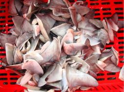 Los catorce bultos que contenían las aletas serán entregados a la Autoridad de los Recursos Acuáticos. ESPECIAL  /