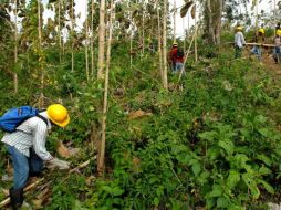 De acuerdo al mandatario en enero y febrero se han reforestado 17 mil hectáreas por parte del Estado. EFE  /